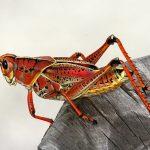 Lire la suite à propos de l’article Risque de pénurie alimentaire… faute d’insectes ?