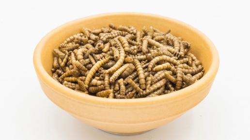 Lire la suite à propos de l’article Insectes comestibles: la science de l’évaluation des nouveaux aliments,