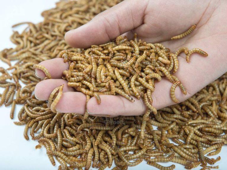 Lire la suite à propos de l’article Voici pourquoi les insectes vont bientôt se multiplier dans nos assiettes
