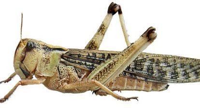 Locusta migratoria - Criquet