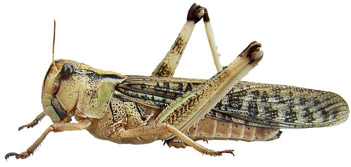 Locusta migratoria - Criquet