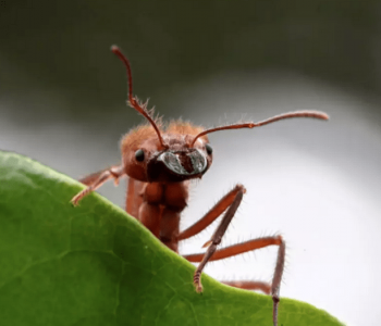 5 raisons pour le climat qui justifient de manger des insectes