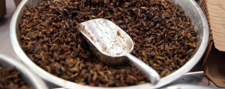 Lire la suite à propos de l’article Le Salon de l’agriculture met en lumière la consommation d’insectes